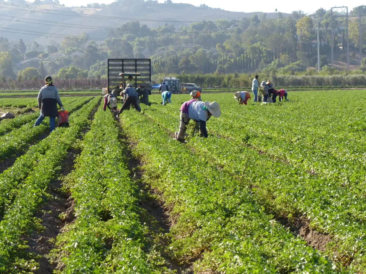 Farm workers harvesting in a lush field in Somis, California, under a bright morning sun.