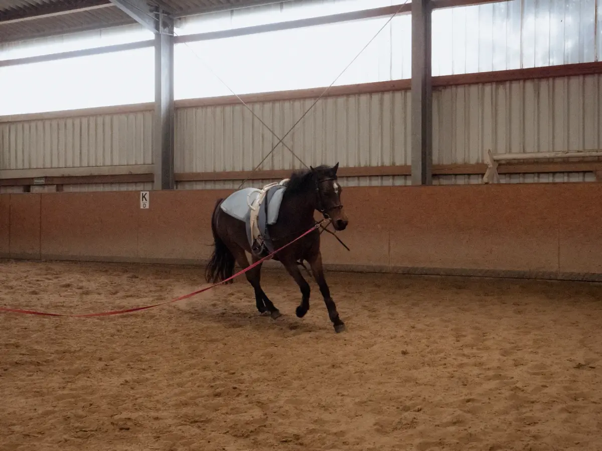 A horse training session inside an arena, showcasing equestrian skills.